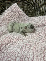 Eloise Merle tri, a female French Bulldog for sale in Barney, GA – 5 of 6