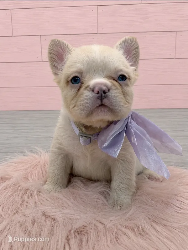 Fluffy Pearl – French Bulldog puppy for sale in Barney, GA