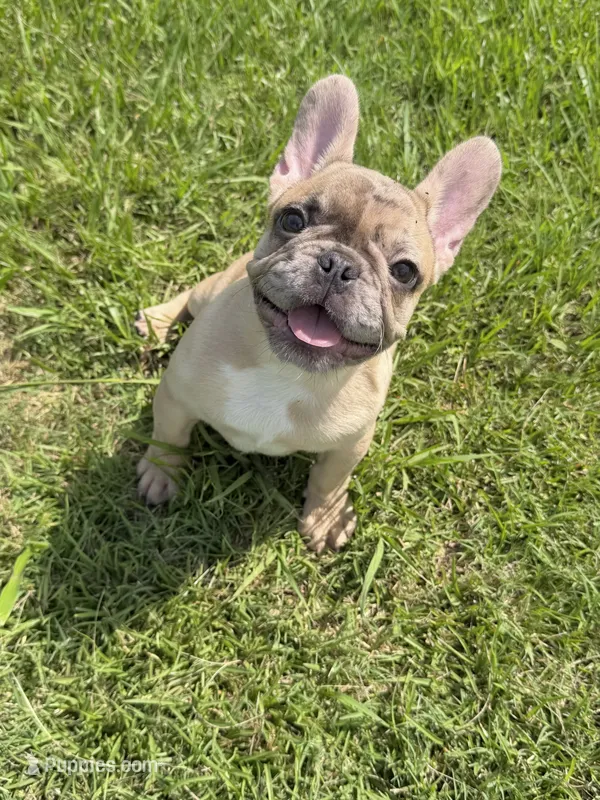 Cookie dough – French Bulldog puppy for sale in Barney, GA