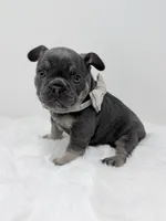 Alex blue tri, a male French Bulldog for sale in Barney, GA – 3 of 8