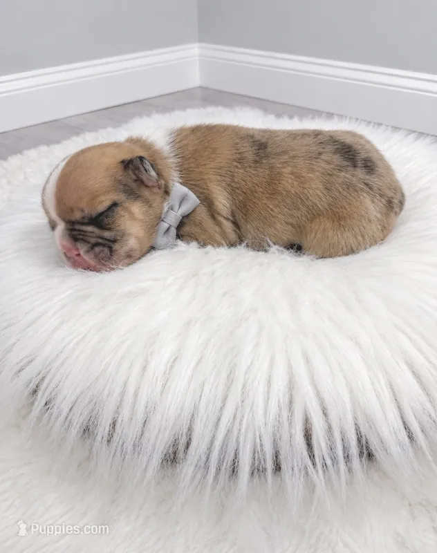 Charles – French Bulldog puppy for sale in Barney, GA