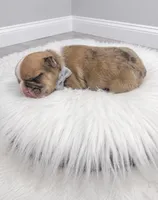 Charles, a male French Bulldog for sale in Barney, GA – 1 of 3
