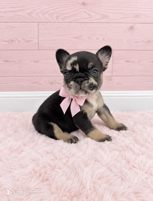Posie – French Bulldog puppy for sale in Barney, GA