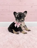 Posie, a female French Bulldog for sale in Barney, GA – 1 of 5