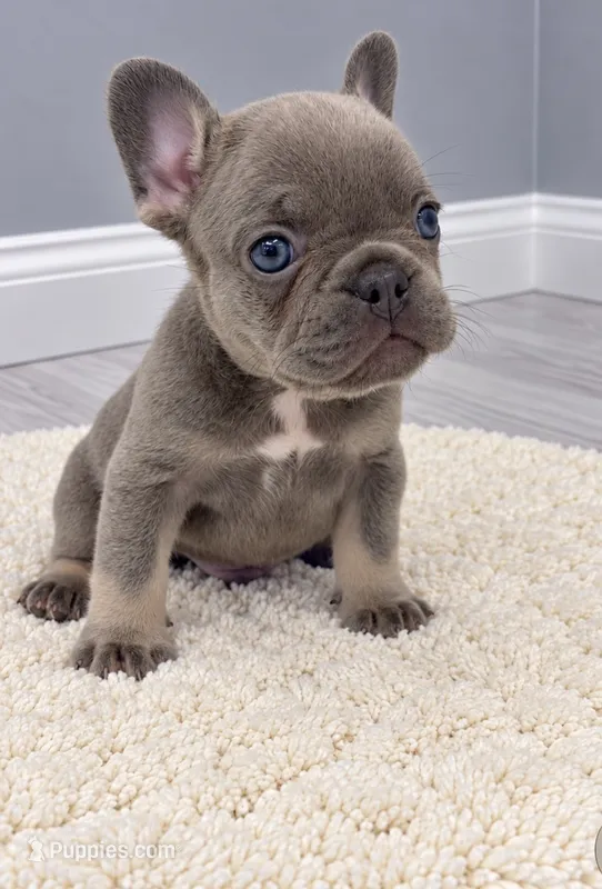 Leo – French Bulldog puppy for sale in Barney, GA