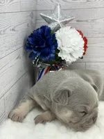 Lilac tri Rocky, a male French Bulldog for sale in Barney, GA – 2 of 4