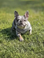 Willow , a female French Bulldog for sale in Barney, GA – 2 of 3