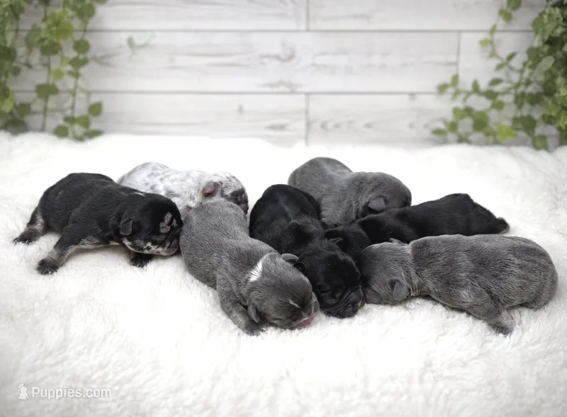 Loves – French Bulldog puppy for sale in Barney, GA