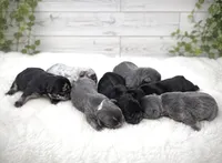 Loves, a female French Bulldog for sale in Barney, GA – 1 of 3