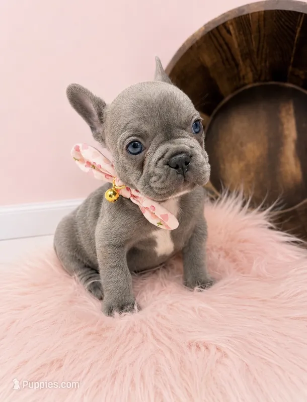 Alex – French Bulldog puppy on hold in Barney, GA