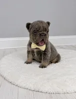 Chewy, a male French Bulldog for sale in Barney, GA – 2 of 4