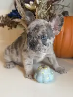 Merlin, a male French Bulldog for sale in Barney, GA – Photo 7 of 10