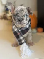 Merlin, a male French Bulldog for sale in Barney, GA – Photo 9 of 10