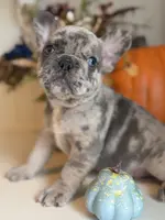 Merlin, a male French Bulldog for sale in Barney, GA – Photo 4 of 10