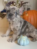 Merlin, a male French Bulldog for sale in Barney, GA – Photo 6 of 10