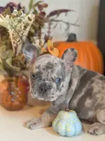 Merlin, a male French Bulldog for sale in Barney, GA – Photo 5 of 10