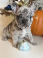 Merlin, a male French Bulldog for sale in Barney, GA – Photo 2 of 10