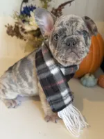 Merlin, a male French Bulldog for sale in Barney, GA – Photo 10 of 10