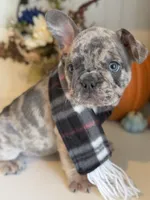 Merlin, a male French Bulldog for sale in Barney, GA – Photo 1 of 10