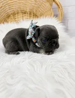 Finn, a male French Bulldog for sale in Barney, GA – 2 of 3