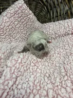 Eloise Merle tri, a female French Bulldog for sale in Barney, GA – 4 of 6