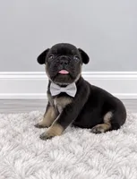 Elvis , a male French Bulldog for sale in Barney, GA – 4 of 6