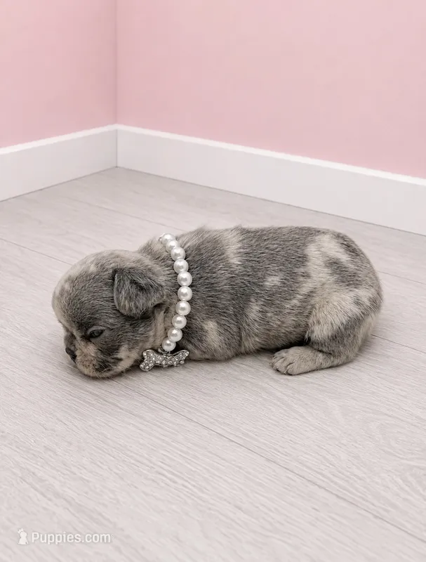 Merle Polly  – French Bulldog puppy for sale in Barney, GA