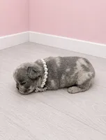 Merle Polly , a female French Bulldog for sale in Barney, GA – 1 of 3