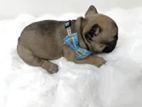 Jonny, a male French Bulldog for sale in Barney, GA – 5 of 7