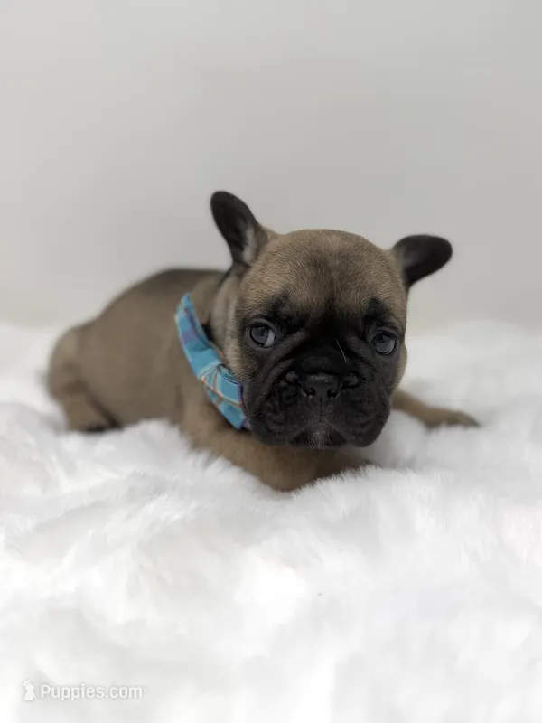 Jonny – French Bulldog puppy for sale in Barney, GA