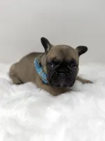 Jonny, a male French Bulldog for sale in Barney, GA – 1 of 7