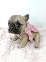 Saddie, a female French Bulldog for sale in Barney, GA – 2 of 6