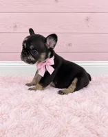 Posie, a female French Bulldog for sale in Barney, GA – 3 of 5
