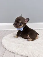 Orion, a male French Bulldog for sale in Barney, GA – 3 of 4