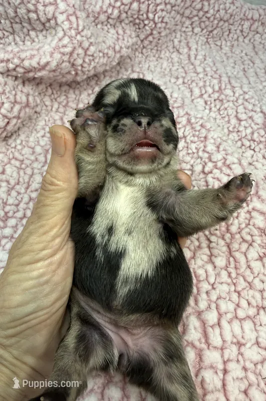 Posie – French Bulldog puppy for sale in Barney, GA