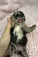 Posie, a female French Bulldog for sale in Barney, GA – 1 of 4