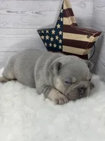 Lilac tri Rocky, a male French Bulldog for sale in Barney, GA – 4 of 4