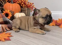 Zeke , a male French Bulldog for sale in Barney, GA – 4 of 6