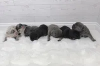 Loves, a female French Bulldog for sale in Barney, GA – 3 of 3