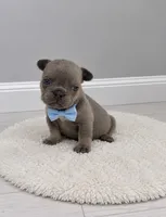 Leo, a male French Bulldog for sale in Barney, GA – 4 of 4