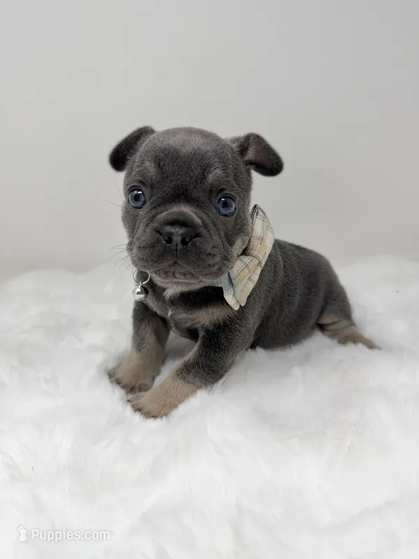 Alex blue tri – French Bulldog puppy for sale in Barney, GA
