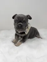 Alex blue tri, a male French Bulldog for sale in Barney, GA – 1 of 8