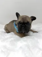 Jonny, a male French Bulldog for sale in Barney, GA – 3 of 7
