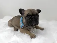 Jonny, a male French Bulldog for sale in Barney, GA – 4 of 7