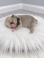 Dexter, a male French Bulldog for sale in Barney, GA – 3 of 3