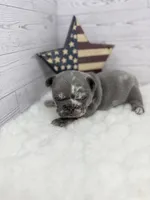 Merle tri Slate , a male French Bulldog for sale in Barney, GA – 2 of 5