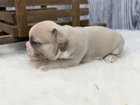 Dexter lilac fawn, a male French Bulldog for sale in Barney, GA – 10 of 10