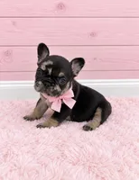 Posie, a female French Bulldog for sale in Barney, GA – 2 of 5