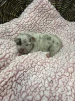 Eloise Merle tri, a female French Bulldog for sale in Barney, GA – 3 of 6