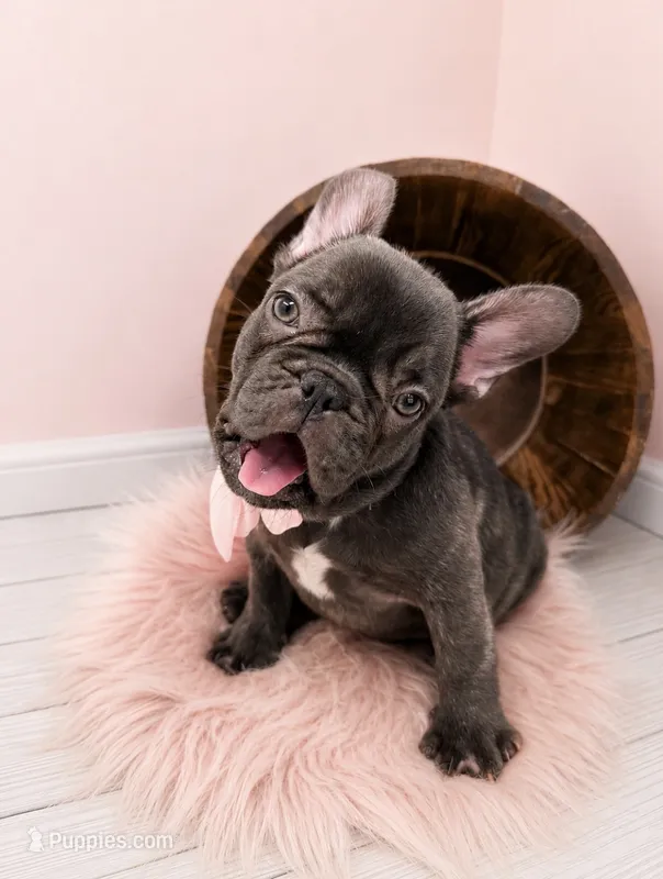 Ember  – French Bulldog puppy for sale in Barney, GA